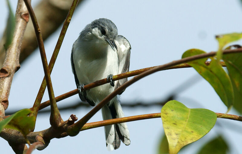 Tropical Gnatcatcher, identification