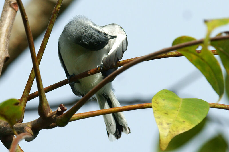 Tropical Gnatcatcher