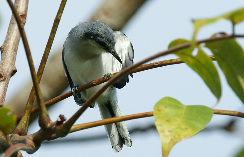 Tropical Gnatcatcher