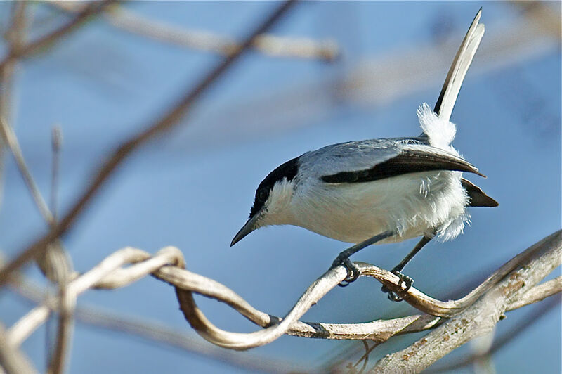 Tropical Gnatcatcher male adult