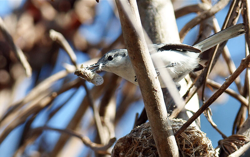 Tropical Gnatcatcher female adult, Reproduction-nesting