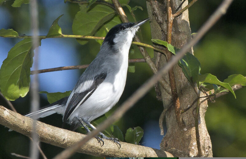 Tropical Gnatcatcher male adult