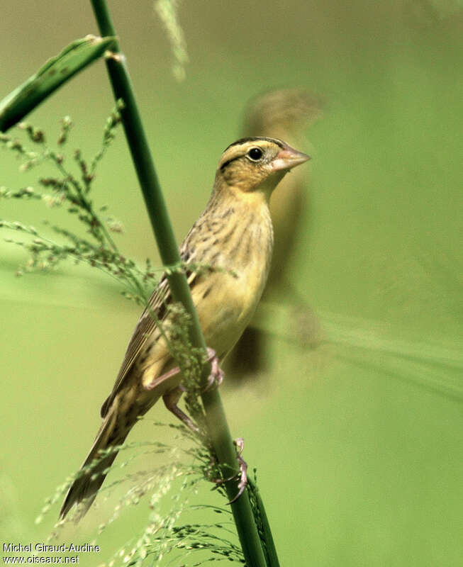 Goglu des prés1ère année, identification