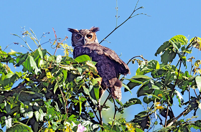 Great Horned Owl