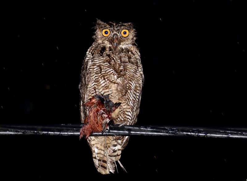 Great Horned Owl