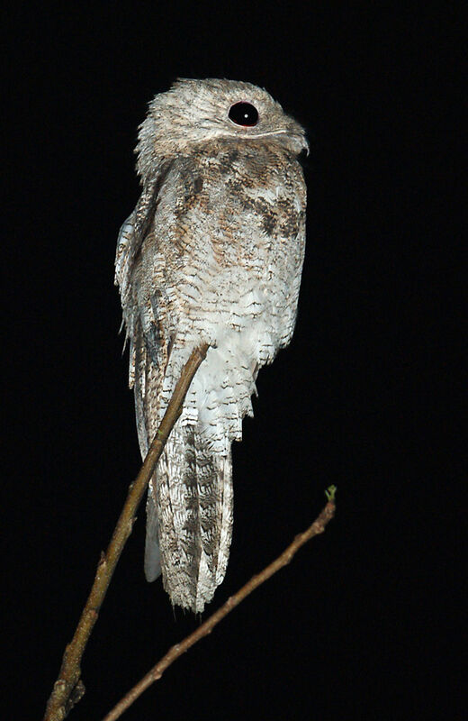 Great Potoo