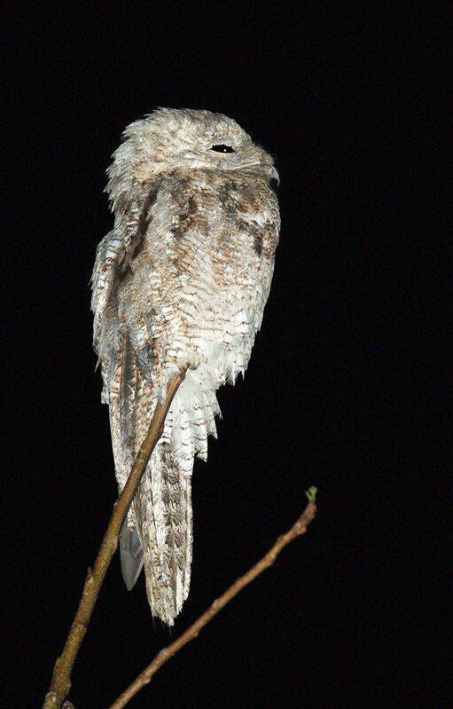 Great Potoo