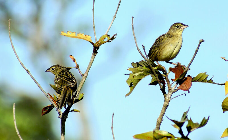 Wedge-tailed Grass Finch 