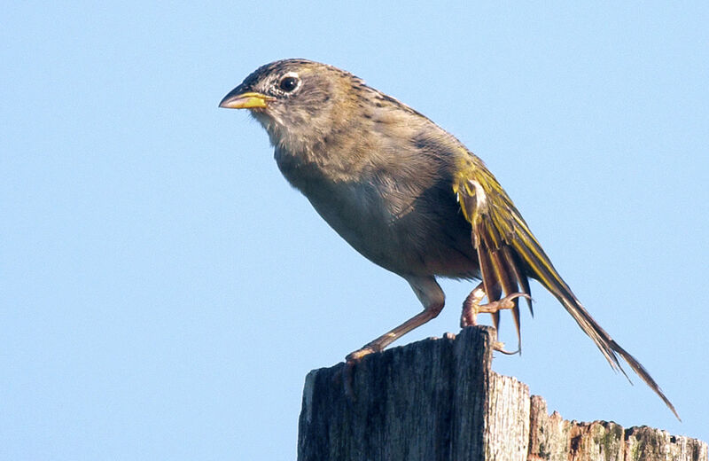 Wedge-tailed Grass Finchadult