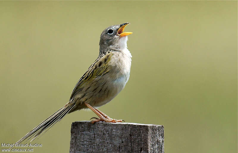 Wedge-tailed Grass Finch male adult, song