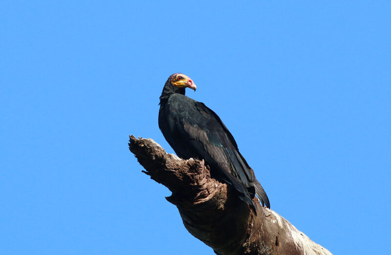 Greater Yellow-headed Vulture