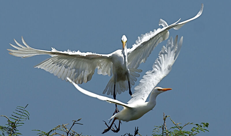 Great Egret