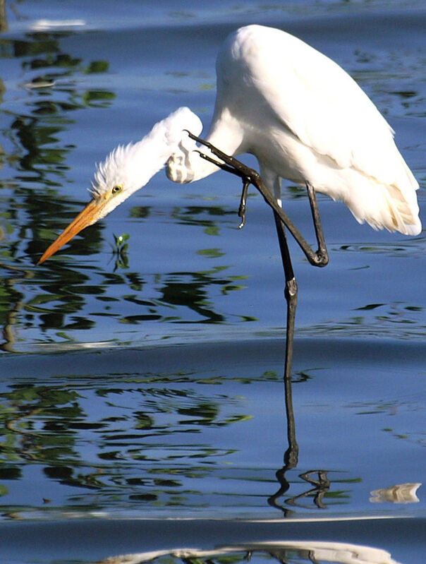 Great Egret