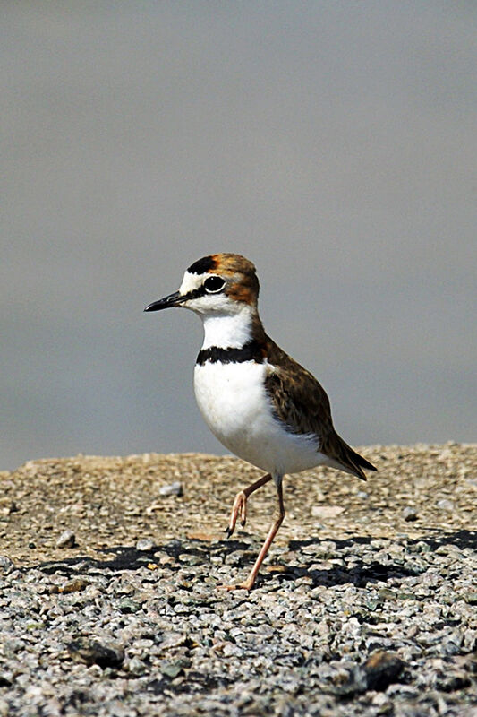 Collared Plover