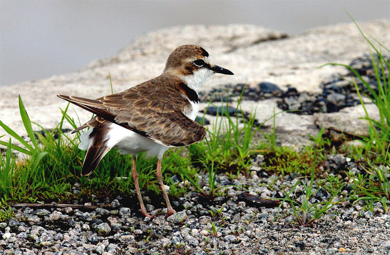 Collared Plover