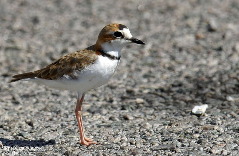 Collared Ploveradult, identification