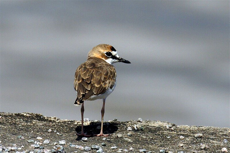 Collared Plover