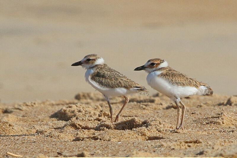 Wilson's Ploverjuvenile