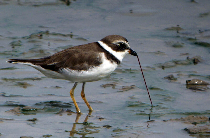 Semipalmated Plover, identification