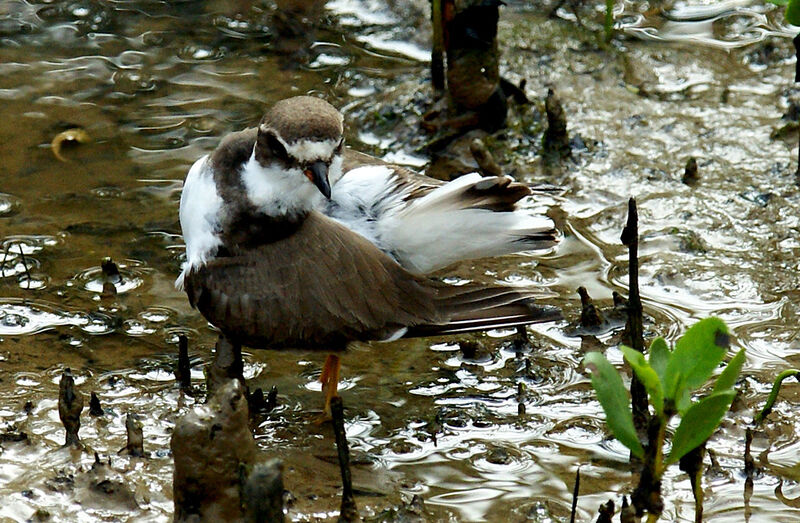 Semipalmated Plover, identification