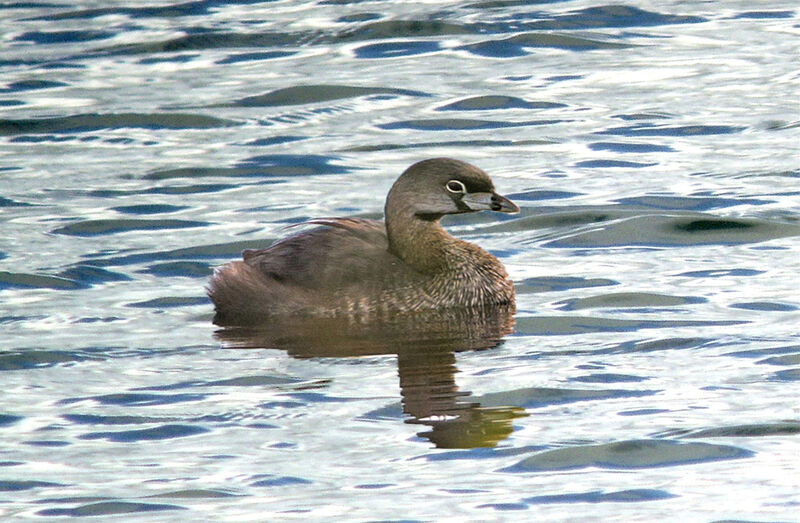 Pied-billed Grebe