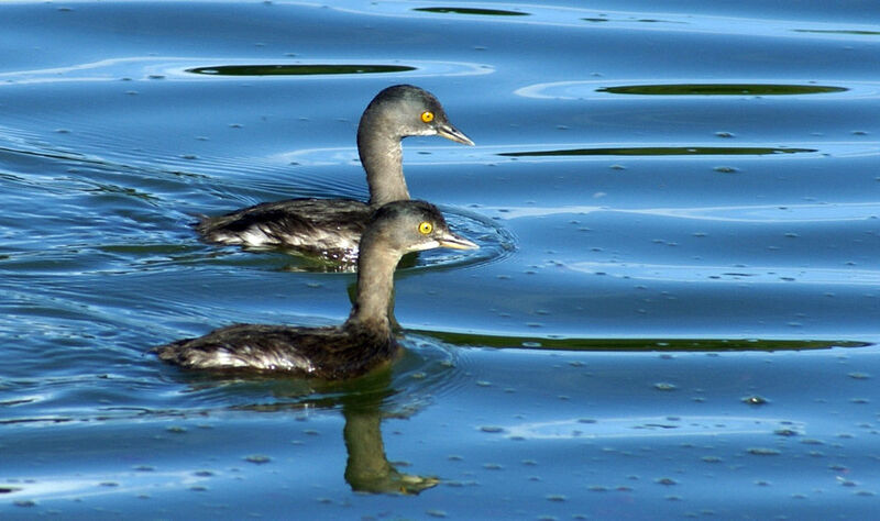 Least Grebe