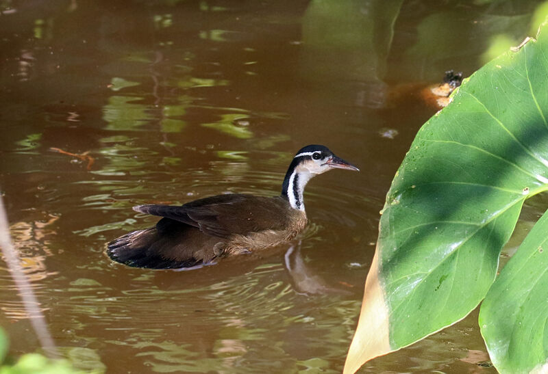 Sungrebe male adult