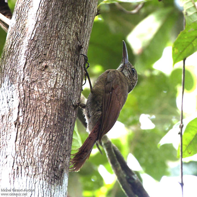 Amazonian Barred Woodcreeperadult