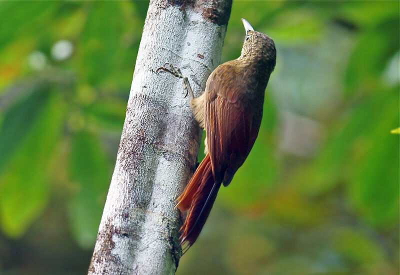 Amazonian Barred Woodcreeperimmature