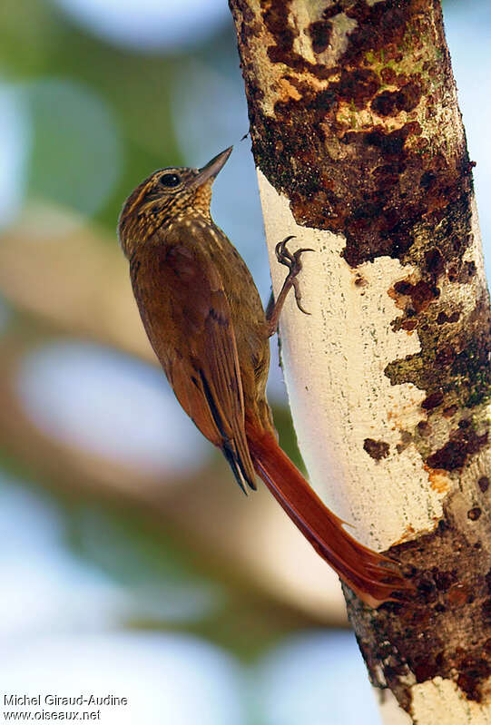 Wedge-billed Woodcreeperadult, identification