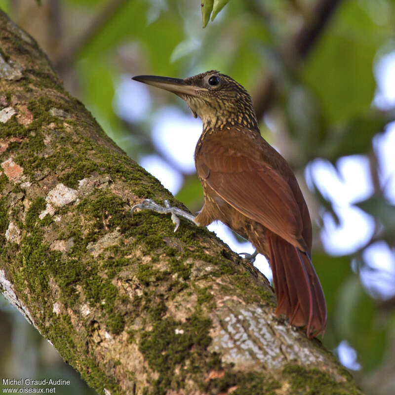 Buff-throated Woodcreeperadult, habitat, pigmentation, Behaviour