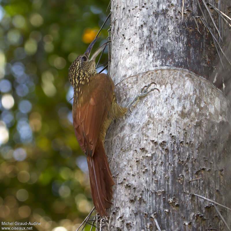 Buff-throated Woodcreeperadult, habitat, pigmentation, eats