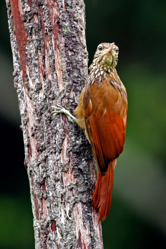 Straight-billed Woodcreeper