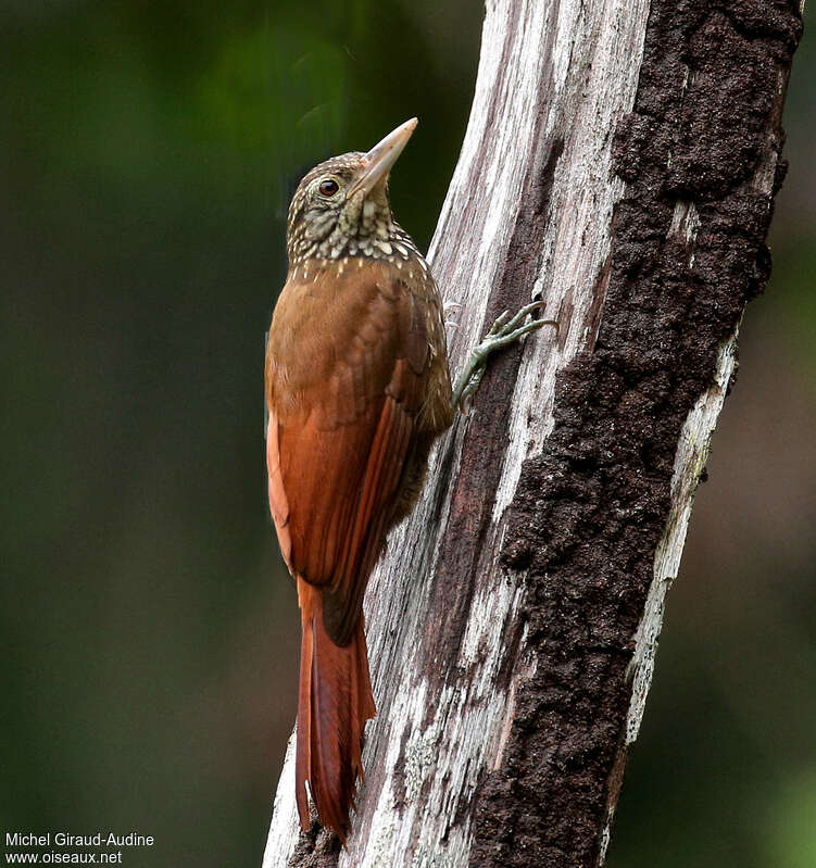 Straight-billed Woodcreeper, habitat, pigmentation