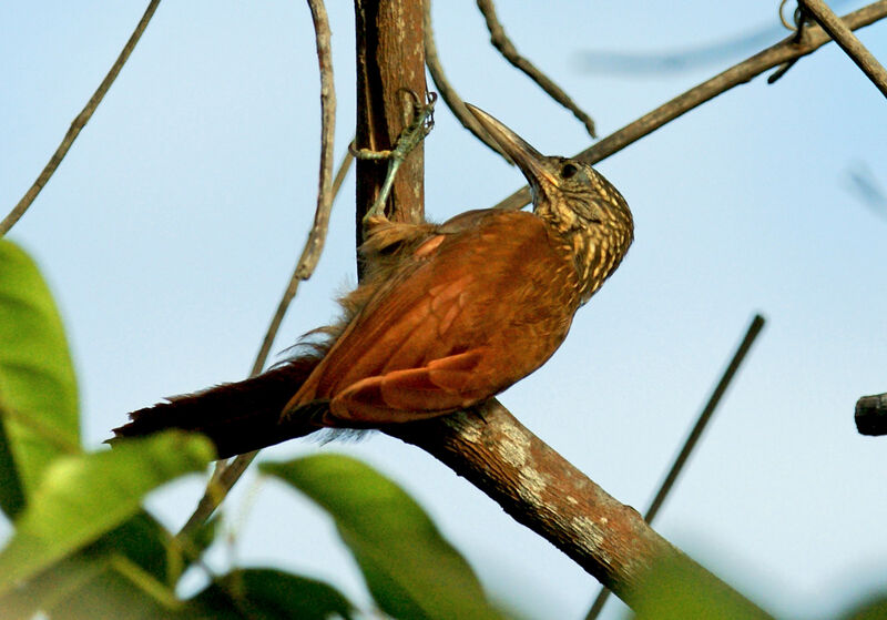 Straight-billed Woodcreeper, identification