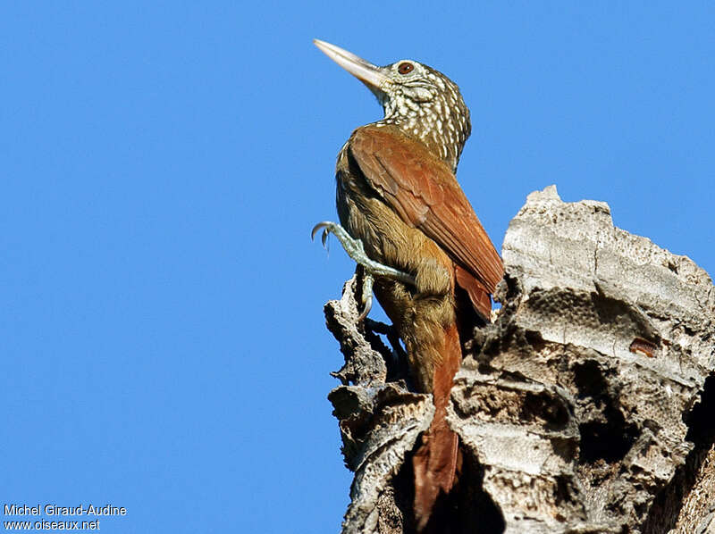 Straight-billed Woodcreeperadult, Behaviour