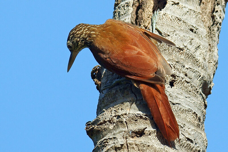 Straight-billed Woodcreeper