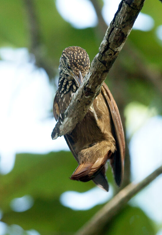 Straight-billed Woodcreeper