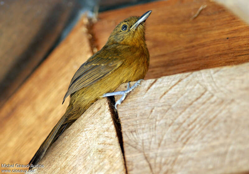 Grey Antbird female, identification