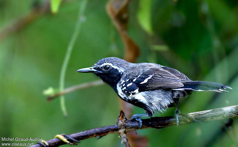 Southern White-fringed Antwren male adult