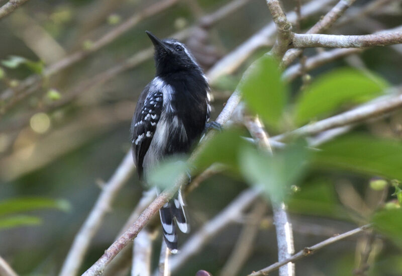 Southern White-fringed Antwren male adult