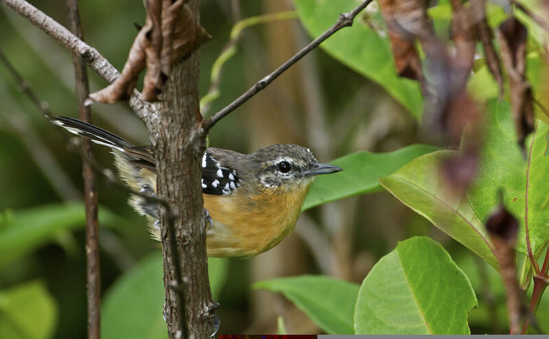 Southern White-fringed Antwren