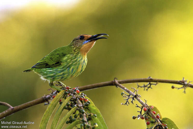 Purple Honeycreeper female adult, eats