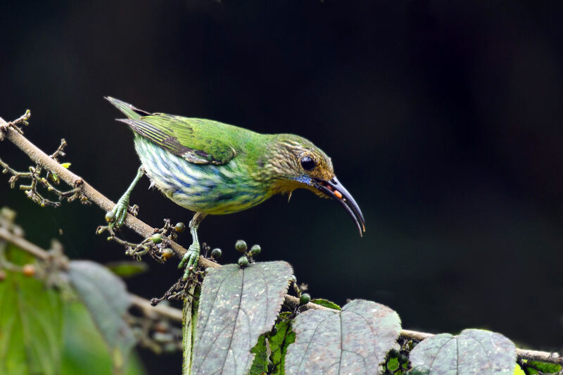 Purple Honeycreeper female adult, eats