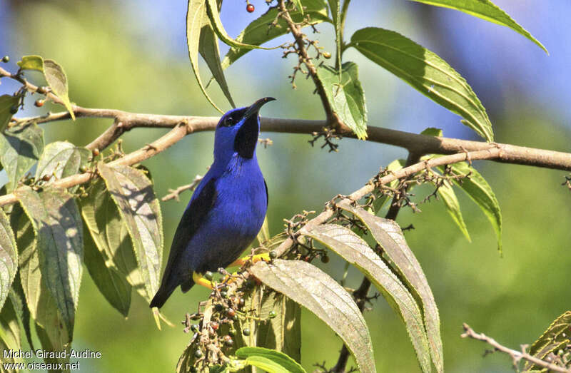 Purple Honeycreeper male adult, pigmentation, eats