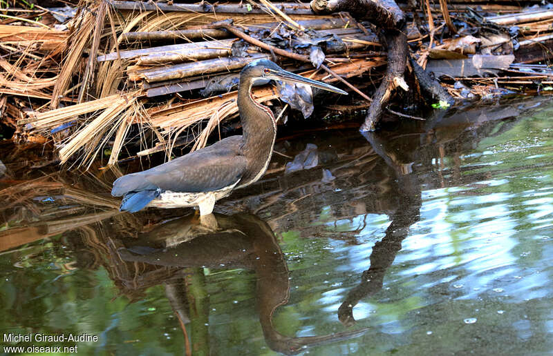 Agami Heronjuvenile, identification