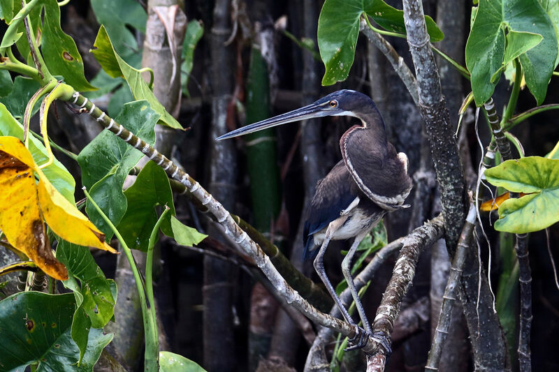 Agami Heron