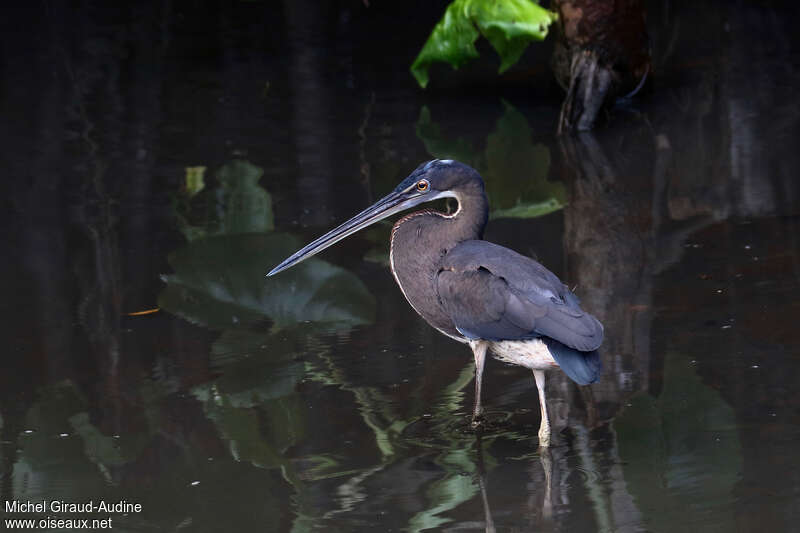 Héron agamisubadulte, identification