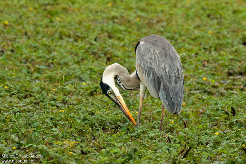 Cocoi Heronadult, Behaviour