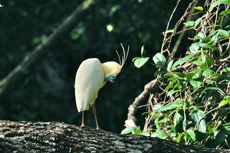 Capped Heron